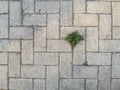 Grey beton background with a plants