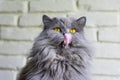 Grey big cat - licks your face Royalty Free Stock Photo