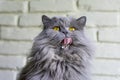 Grey big cat - licks your face Royalty Free Stock Photo