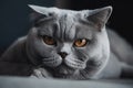 grey big fat cat with amber eyes and textured face. Generative AI