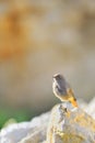 Grey bird Daurian Redstart