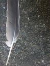 Grey Bird Feather Abstract Backgrounds. Nature
