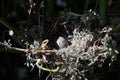 Grey bird nest from grass with one patched egg inside, close up Royalty Free Stock Photo