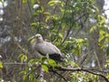 A grey bird perching on the top of tree branches in Taman Safari Park Cisarua Bogor Indonesia