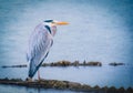 a grey bird standing on a rock in water on the shore