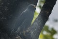 Grey bird in a tree