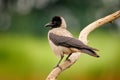 Grey and black bird. Hooded Crow, Corvus cornix, in water lake habitat, blurred green grass in the background, Hungary.