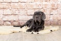 Grey, black and brown puppies breed Neapolitana Mastino. Dog handlers training dogs since childhood.