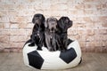 Grey, black and brown puppies breed Neapolitana Mastino. Dog handlers training dogs since childhood. Royalty Free Stock Photo