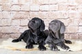 Grey, black and brown puppies breed Neapolitana Mastino. Dog handlers training dogs since childhood.