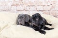 Grey, black and brown puppies breed Neapolitana Mastino. Dog handlers training dogs since childhood. Royalty Free Stock Photo