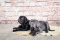 Grey, black and brown puppies breed Neapolitana Mastino. Dog handlers training dogs since childhood. Royalty Free Stock Photo