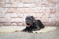 Grey, black and brown puppies breed Neapolitana Mastino. Dog handlers training dogs since childhood. Royalty Free Stock Photo