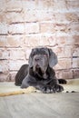 Grey, black and brown puppies breed Neapolitana Mastino. Dog handlers training dogs since childhood. Royalty Free Stock Photo