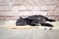 Grey, black and brown puppies breed Neapolitana Mastino. Dog handlers training dogs since childhood. Royalty Free Stock Photo