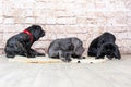 Grey, black and brown puppies breed Neapolitana Mastino. Dog handlers training dogs since childhood. Royalty Free Stock Photo