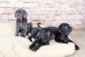 Grey, black and brown puppies breed Neapolitana Mastino. Dog handlers training dogs since childhood.