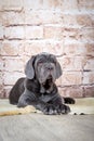 Grey, black and brown puppies breed Neapolitana Mastino. Dog handlers training dogs since childhood. Royalty Free Stock Photo