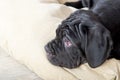 Grey, black and brown puppies breed Neapolitana Mastino. Dog handlers training dogs since childhood. Royalty Free Stock Photo