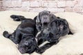Grey, black and brown puppies breed Neapolitana Mastino. Dog handlers training dogs since childhood. Royalty Free Stock Photo