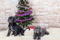 Grey, black and brown puppies breed Neapolitana Mastino. Dog handlers training dogs since childhood. Dogs have a Christmas tree.