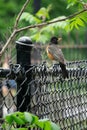 Fluffiness on the Fence