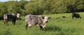 Grey black mottle cows in the meadow on a sunny spring day