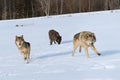 Grey and Black Phase Wolves (Canis lupus) Move Through Winter Field Forest Behind Royalty Free Stock Photo