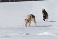 Grey and Black Phase Wolves (Canis lupus) Run Forward and Left in Winter Field Royalty Free Stock Photo