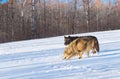 Grey and Black Phase Wolves (Canis lupus) in Winter Field with Forest in Background Royalty Free Stock Photo