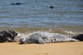 Grey and black seals resting on the beach Royalty Free Stock Photo