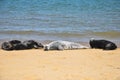 Grey and black seals resting on the beach Royalty Free Stock Photo