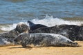 Grey and black seals resting on the beach Royalty Free Stock Photo