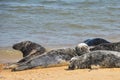 Grey and black seals resting on the beach Royalty Free Stock Photo