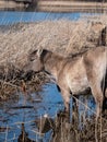 Grey and black Semi-wild Polish Konik horses eating plants and vegetation from a wiver in a floodland meadow