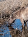 Grey and black Semi-wild Polish Konik horses eating plants and vegetation from a wiver in a floodland meadow in spring