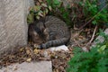 Grey and black, tiger stripe feral cat curled up in a bed of leaves taking a nap Royalty Free Stock Photo