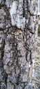 Tree Bark, Natural Tree Texture Pattern Background.