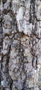 Tree Bark, Natural Tree Texture Pattern Background.