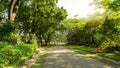 Grey block concrete of jogging track in public park under shading greenery leaf trees, shrub and bush beside walkway