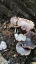 Grey blossom mushroom