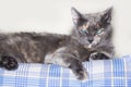 Bored grey Cat with blue eyes relaxes and sleeps on human bed