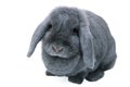 Grey (blue) lop rabbit