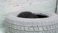 Grey Blue Russian cat plays mischievously inside a white-painted decorative tire, then jumps out.