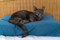 Grey blue russian cat with turtoise fur lying and sleeping on a blue pillow in bed Royalty Free Stock Photo