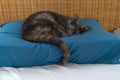 Grey blue russian cat with turtoise fur lying and sleeping on a blue pillow in bed Royalty Free Stock Photo