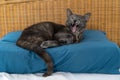 Grey blue russian cat with turtoise fur lying and yawning on a blue pillow in bed Royalty Free Stock Photo