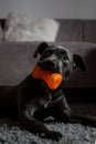 grey bluenose pitbull biting his toy Royalty Free Stock Photo