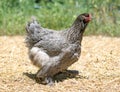 Grey brahma chicken Royalty Free Stock Photo