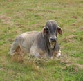 Grey Brahman Bull Royalty Free Stock Photo